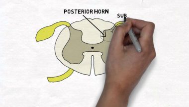 2-Minute Neuroscience: Spinal Cord Cross-section