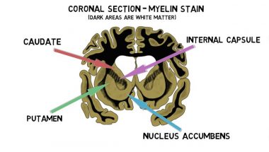 2-Minute Neuroscience: Striatum