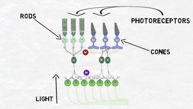 2-Minute Neuroscience: The Retina