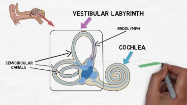 2-Minute Neuroscience: Vestibular System