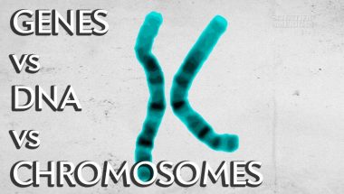 Genes vs. DNA vs. Chromosomes