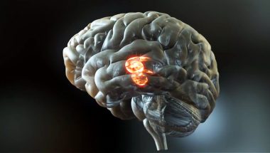 How The Brain Controls Speech