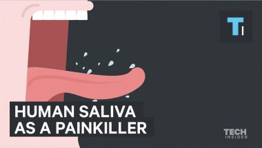 Human saliva is six times stronger than morphine