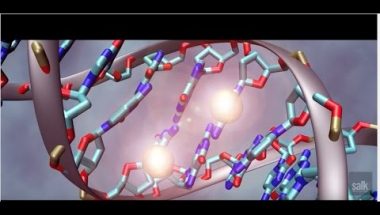 New gene-editing technology partially restores vision in blind animals