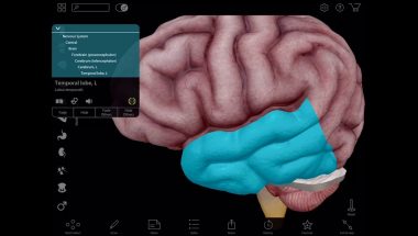 Virtual 3D Brain Dissection with Human Anatomy Atlas