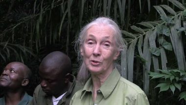 Wounda's Journey: Jane Goodall releases chimpanzee into forest