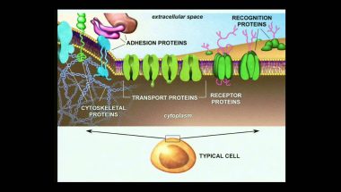 Fred Gage: Do Changes in the Environment affect the Brain?