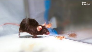 Mice made to kill using mind control lasers
