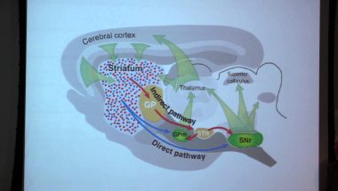 Nathaniel Heintz: Understanding Brain Function