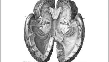 The Neuroscience of Memory
