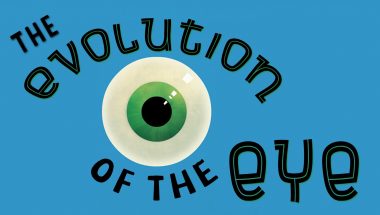 The evolution of the human eye