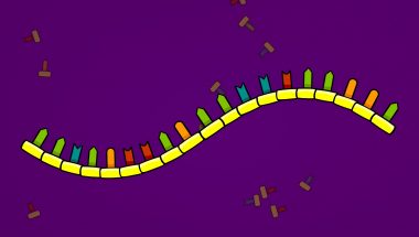 What Is the RNA World Hypothesis?