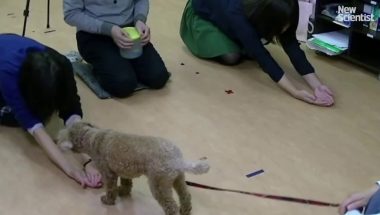 Dogs judge humans by how we treat others