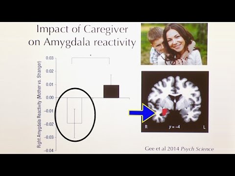 BJ Casey: The Effects of Early Life Stress on Brain and Behavior - The ...