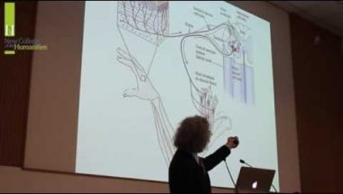 Steven Pinker: The Human Brain