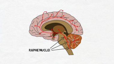 2-Minute Neuroscience: Serotonin