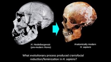 Robert Franciscus: Domestication and Human Evolution - Craniofacial Feminization in Evolution