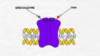 2-Minute Neuroscience: Benzodiazepines