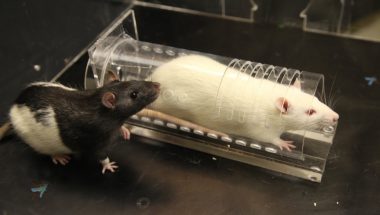 Peggy Mason: Anti-anxiety medication limits empathetic behavior in rats