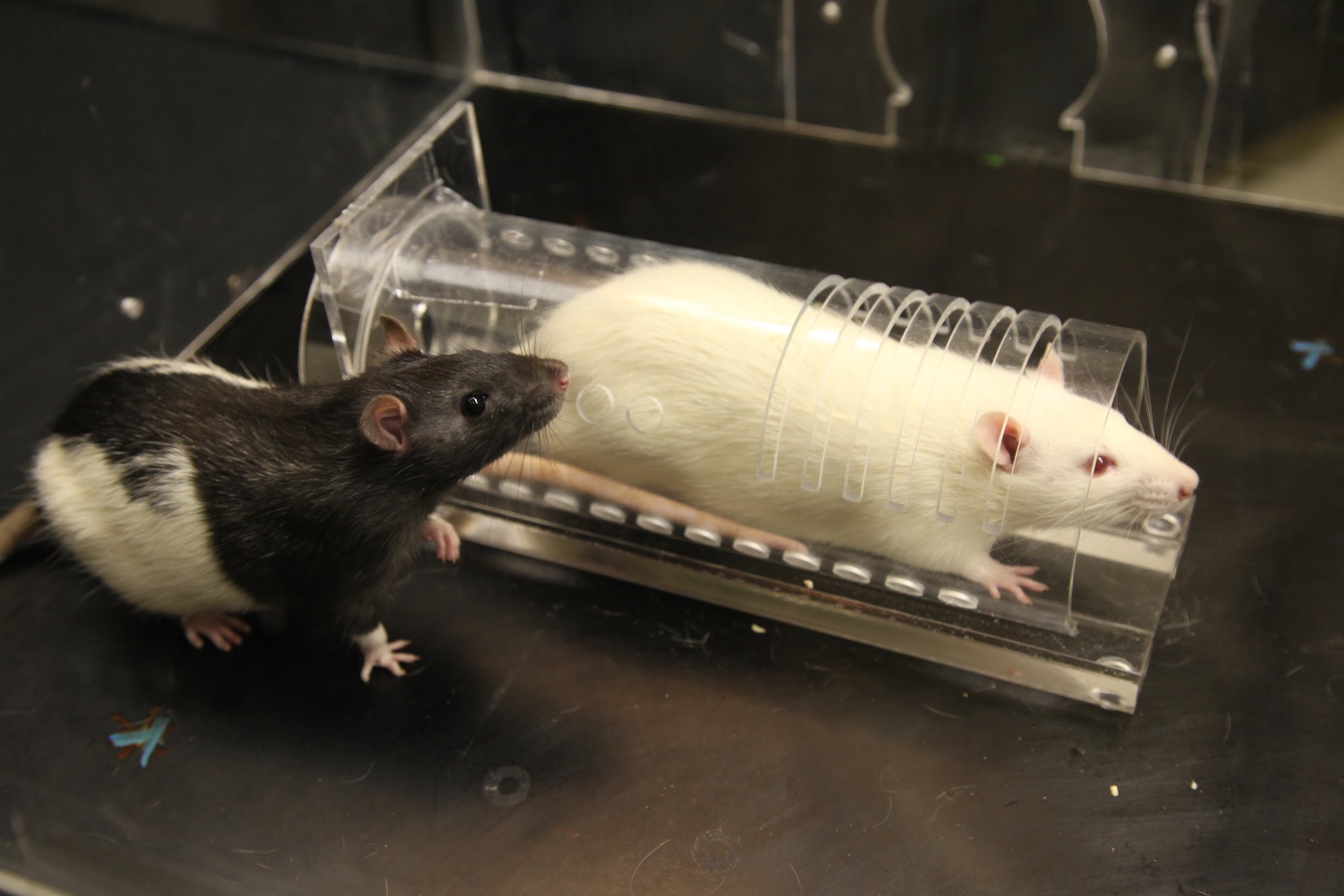 Sedated Rats Peggy Mason: Anti-anxiety medication limits empathetic behavior in rats ...