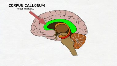 2-Minute Neuroscience: Corpus Callosum