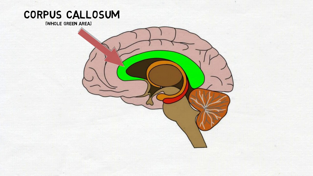 2-Minute Neuroscience: Corpus Callosum