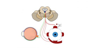 2-Minute Neuroscience: Oculomotor Nerve (Cranial Nerve III)
