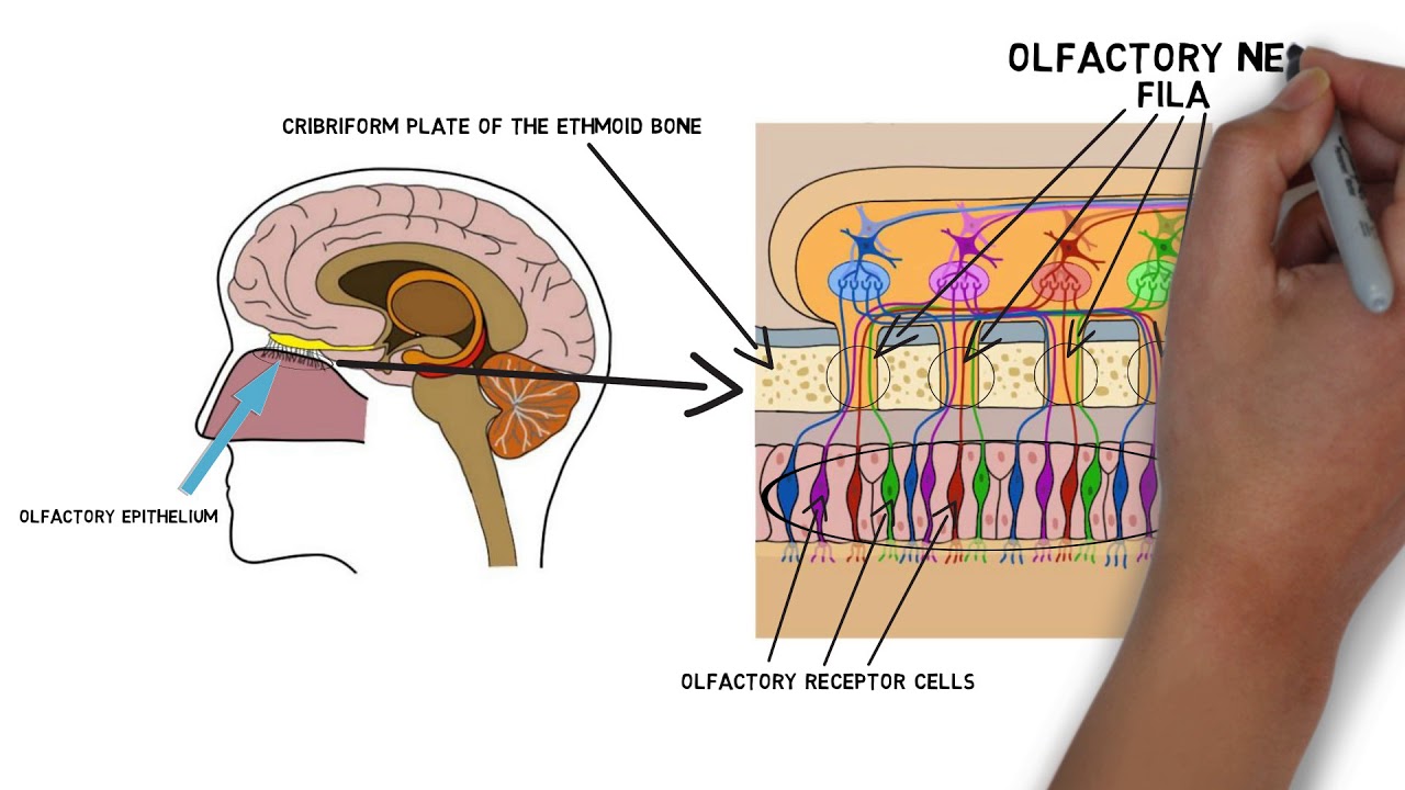 2-Minute Neuroscience: Olfactory Nerve (Cranial Nerve I)