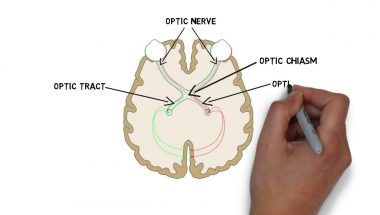 2-Minute Neuroscience: Optic Nerve (Cranial Nerve II)