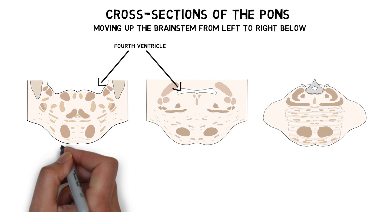 2-Minute Neuroscience: Pons