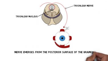 2-Minute Neuroscience: Trochlear Nerve (Cranial Nerve IV)