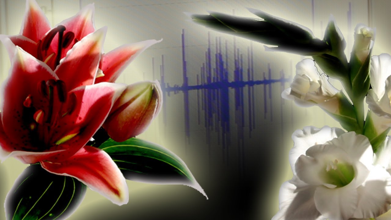 Monica Gagliano: What does the Plant say?